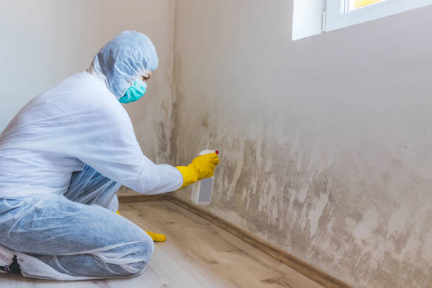 Best Industrial Mold Remediation in Chanute, KS